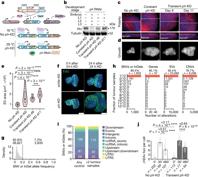 Transient loss of Polycomb components induces an epigenetic cancer fate