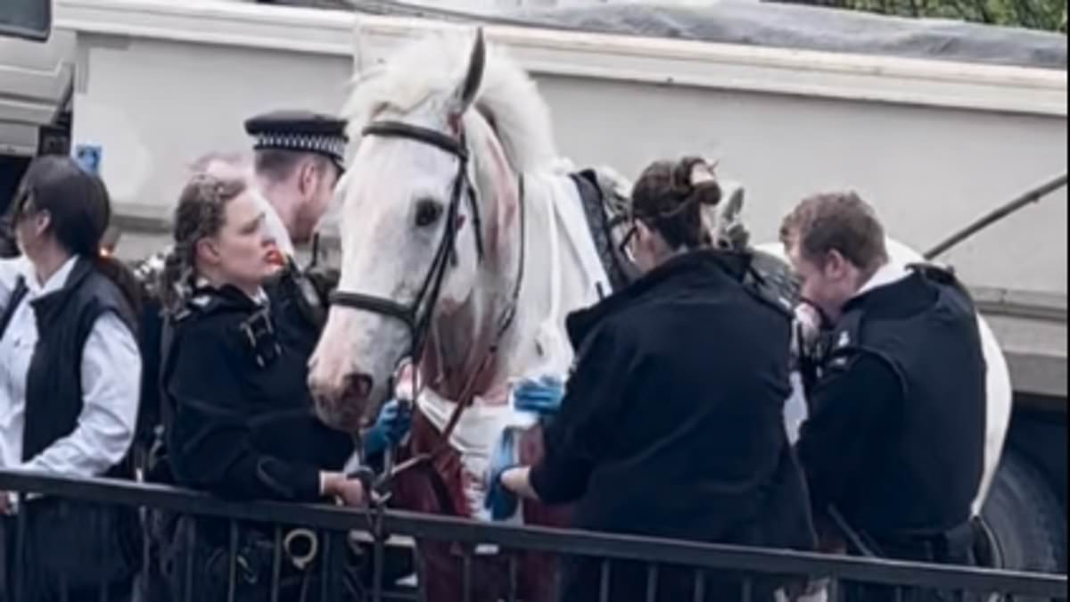 Moment escaped Household Cavalry horse 'spooked by builders' is finally captured: Bleeding animal with badly injured leg is loaded into horsebox after six-mile rampage through London that left four people in hospital