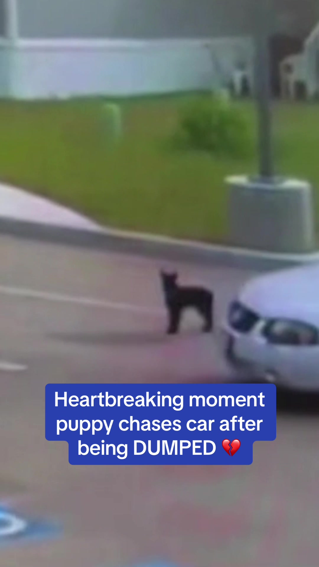 Surveillance footage captured the heartbreaking moment a three-month-old German Shepard was abandoned in a California parking lot. The confused pup chased after the car before it sped away. Fortunately, the puppy was safely captured and is now up for adoption at Fresno Animal Center.  🎥 Nexstar  #puppy #animals #sad #adoptabledogs #germanshepherd #california