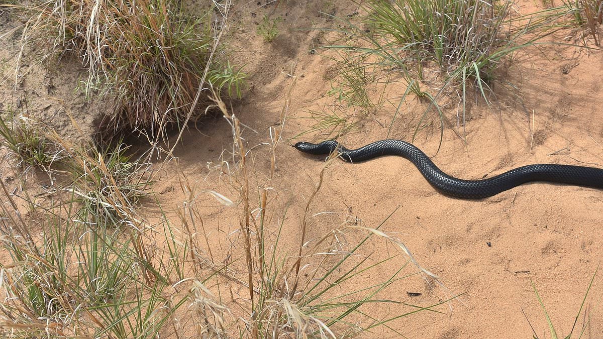 Forty 'apex predators' are released into Florida wild to kill venomous snakes