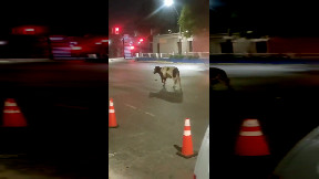 Moove Out of My Way (video)