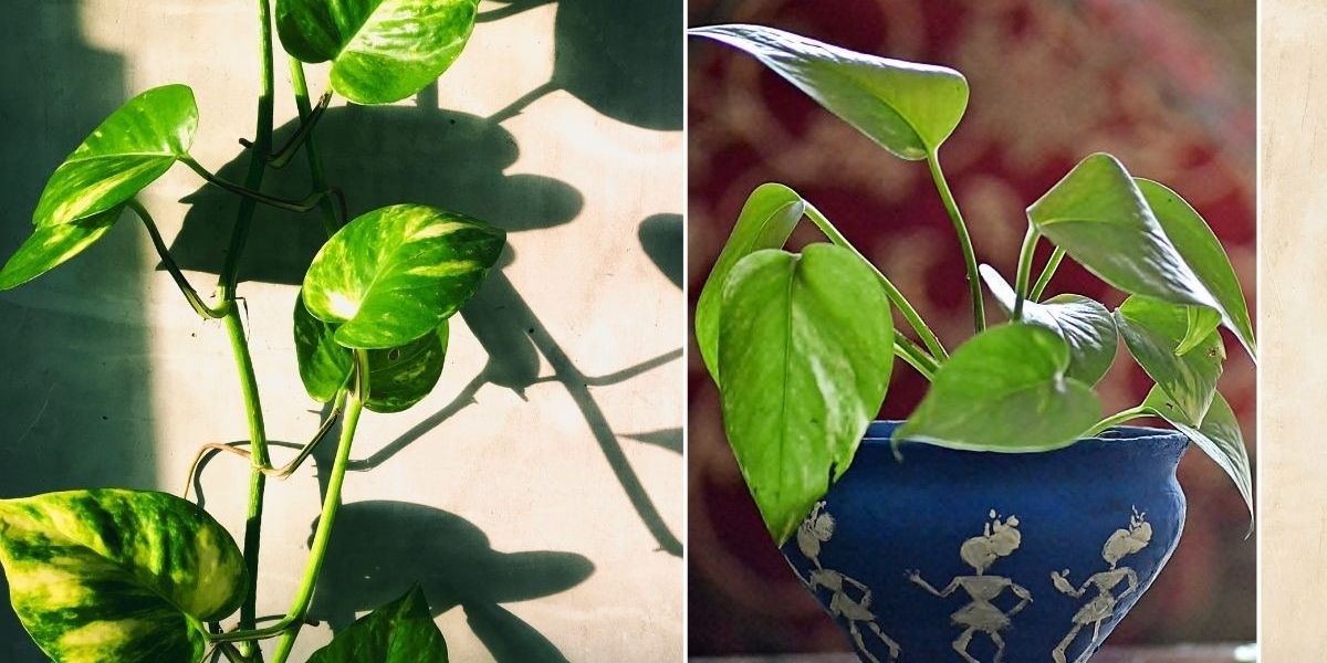 Houseplant owners told the weekly task they must complete to 'prevent uneven plant growth'
