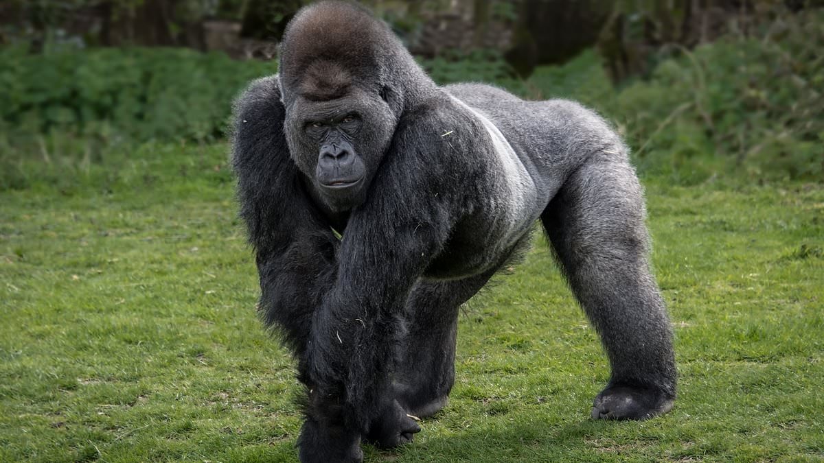 Could a gorilla beat 100 men in a fight? It's the question that's taken over the world - and now some top footy stars have answered it