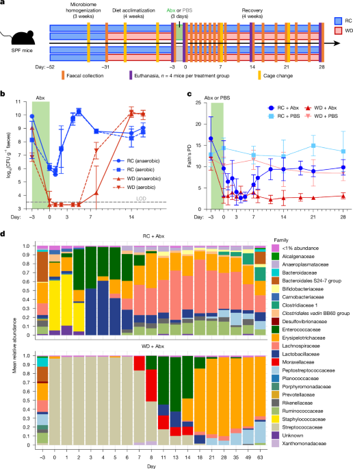 Diet outperforms microbial transplant to drive microbiome recovery in mice