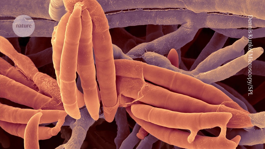 Fungus from the human gut slows liver disease in mice