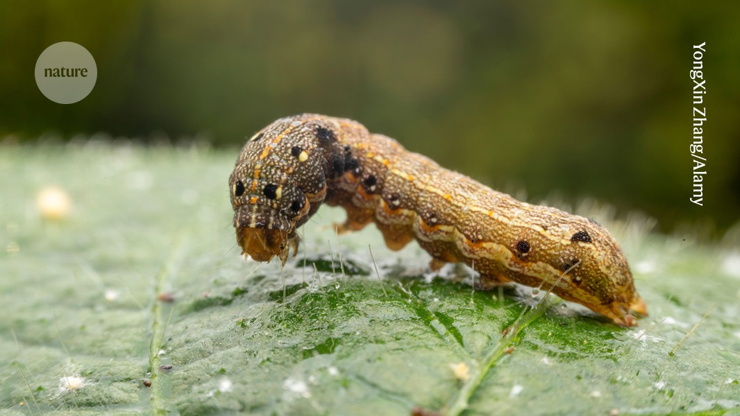 Hungry caterpillars can brew exotic molecules in their guts
