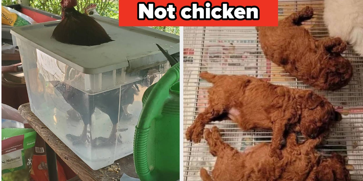 17 Pictures That Scrambled My Thoughts So Thoroughly I'm Taking The Rest Of The Day Off
