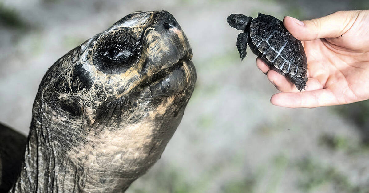 Galapagos tortoise celebrates 135th birthday and first Father’s Day at US zoo