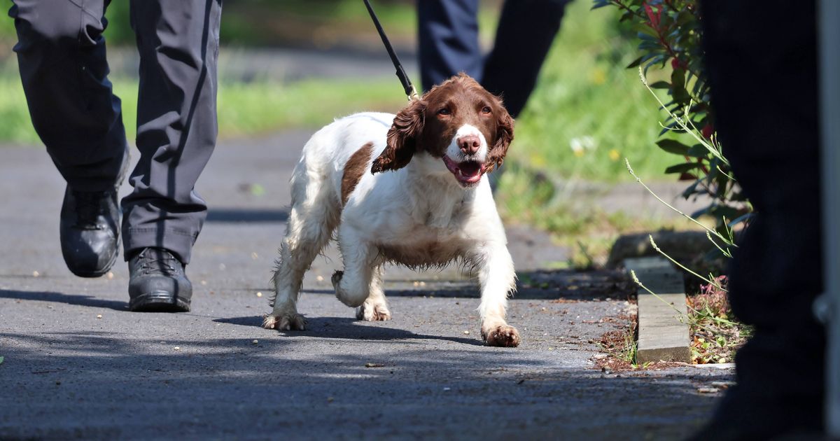 Dog that found Tina Satchwell used in search for Annie McCarrick