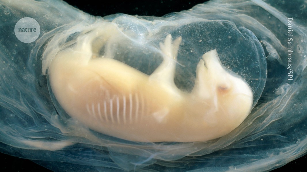 Tiny human hearts grown in pig embryos for the first time