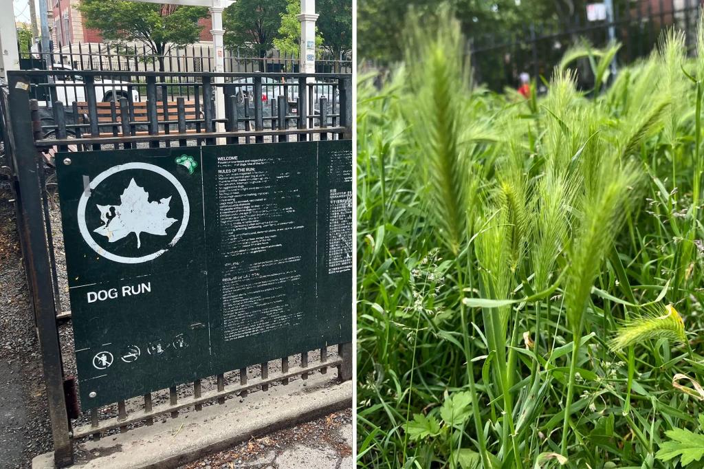 Dog owners at hipster NYC park warned about prickly weeds that could hurt pups
