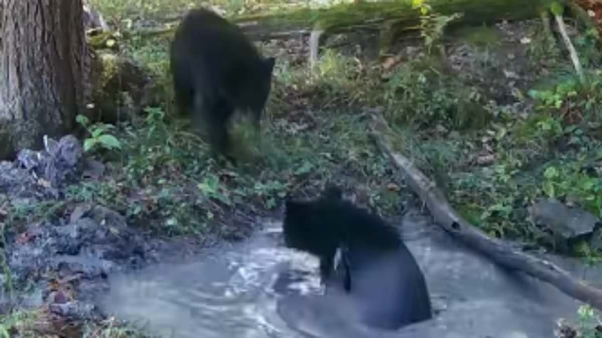 Trail cam in New York captures two bear cubs copying classic children's playground game in adorable scene