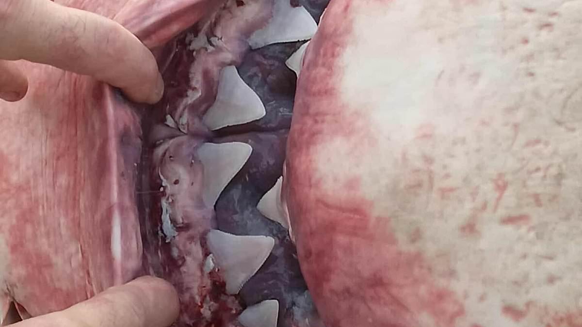 The sad reason dead great white shark washed up on popular beach