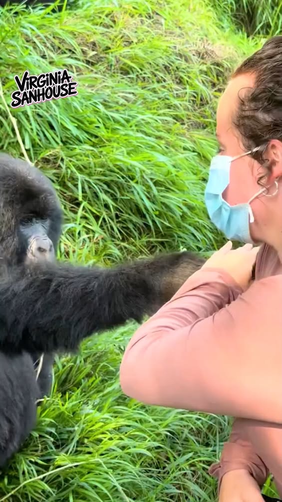 Even nature teaches boundaries gracefully. 🦍