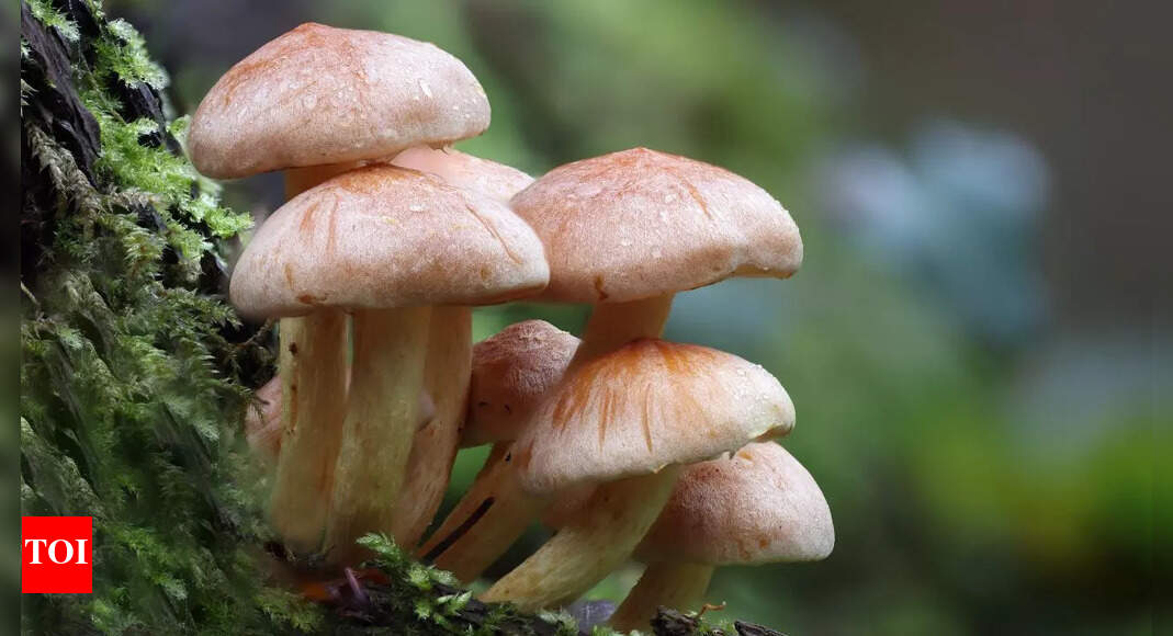 Father and daughter die after eating deadly mushroom curry in Thailand: What are toxic mushrooms and how to spot them before cooking | - The Times of India