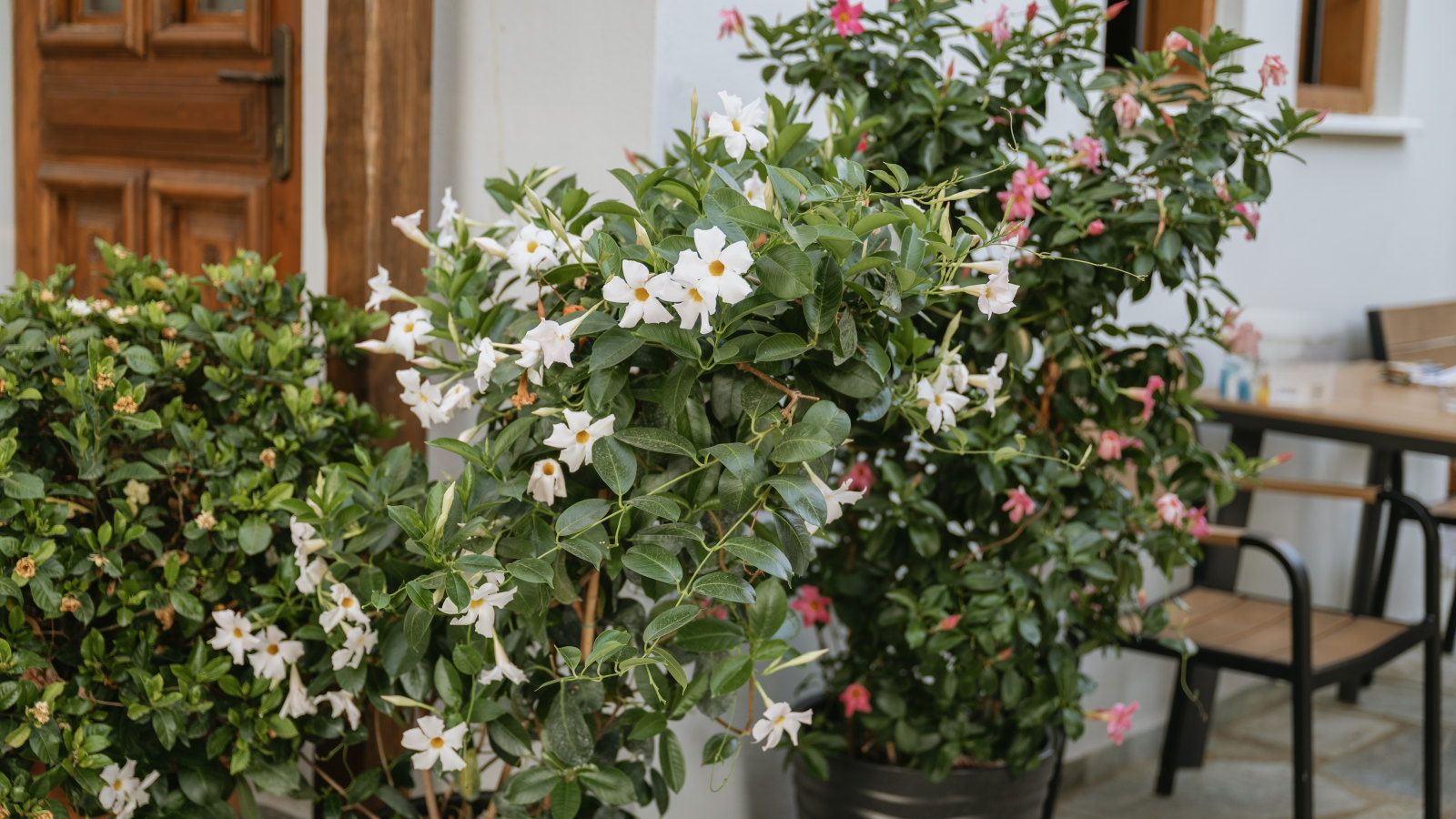 You Can Overwinter Mandevilla in These 2 Ways To Enjoy Their Vivid Tropical Blooms Year After Year