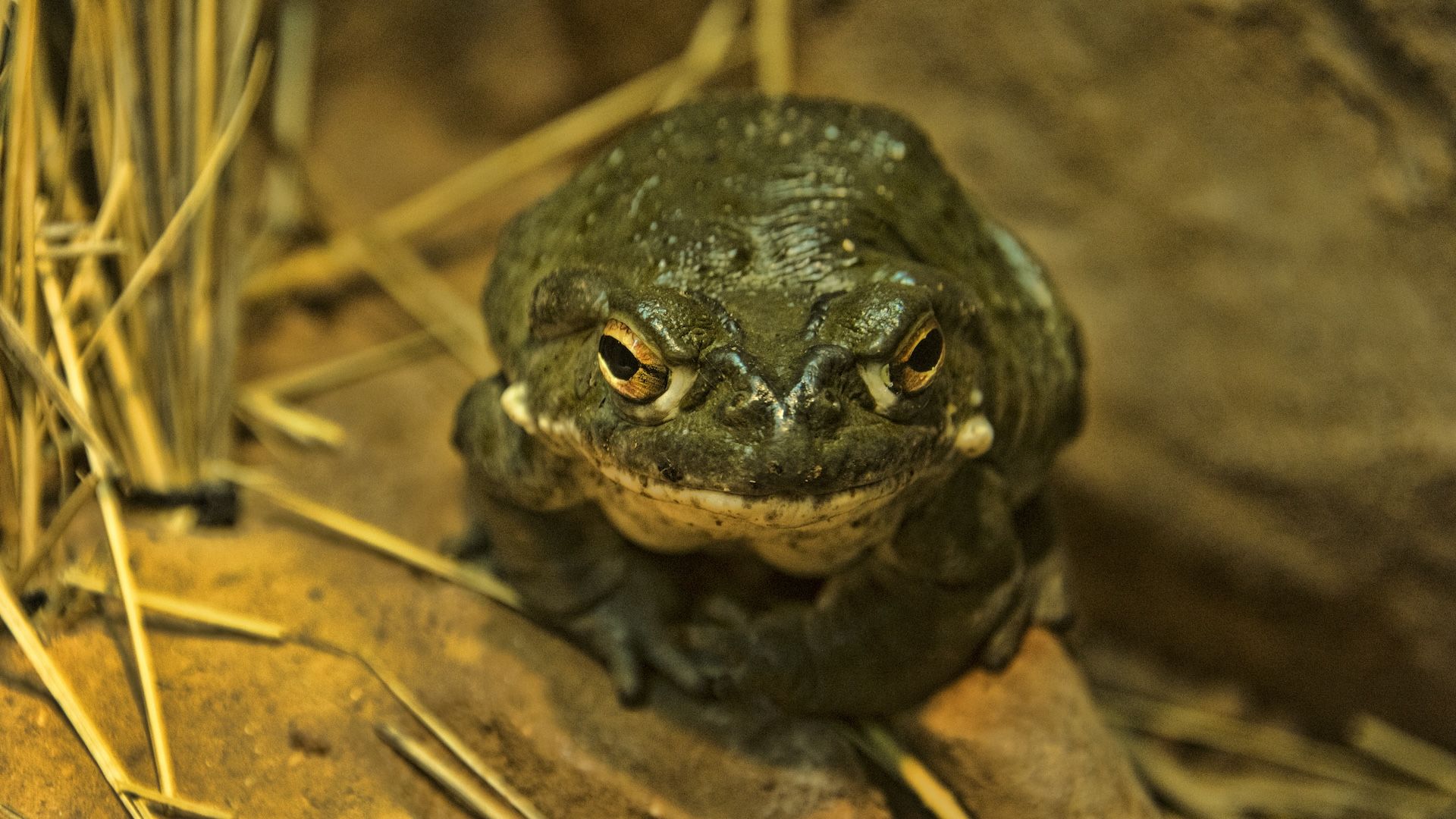 Can you actually get high from licking a toad?