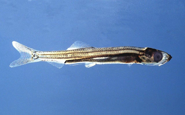 TIL humans (and many other animals) have crystals called otoliths in their ears that they use to measure acceleration