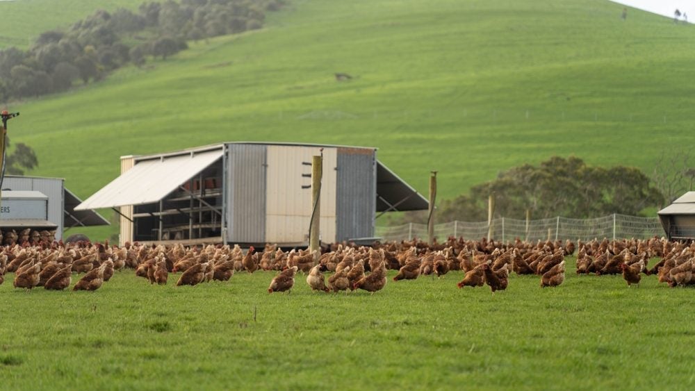 Australia’s Inghams Group refutes media speculation over sale talks