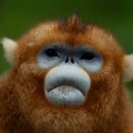 China’s rare golden monkeys debut at European zoos, a possible successor to ‘panda diplomacy’ 