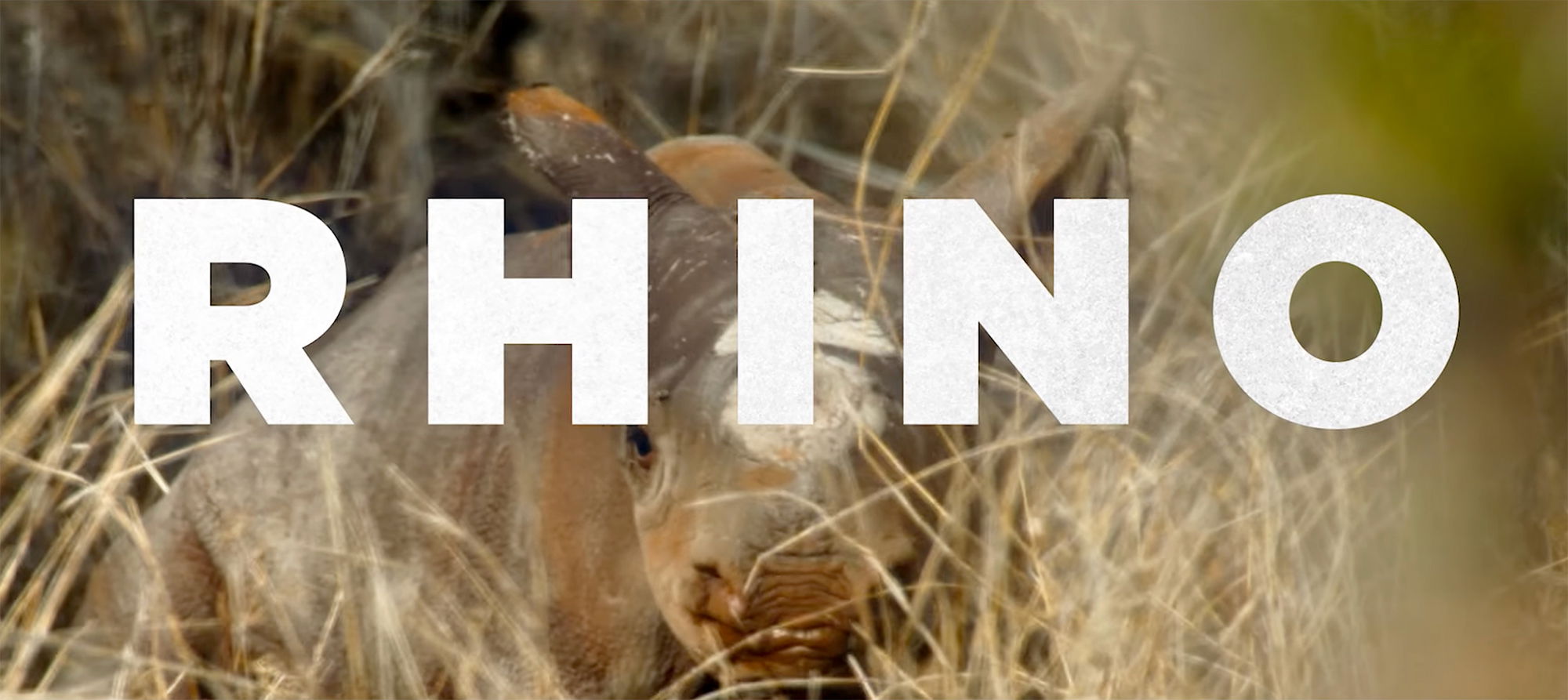 Tom Hardy Narrates This Black Rhino Eco-Thriller Doc 'Rhino' Trailer