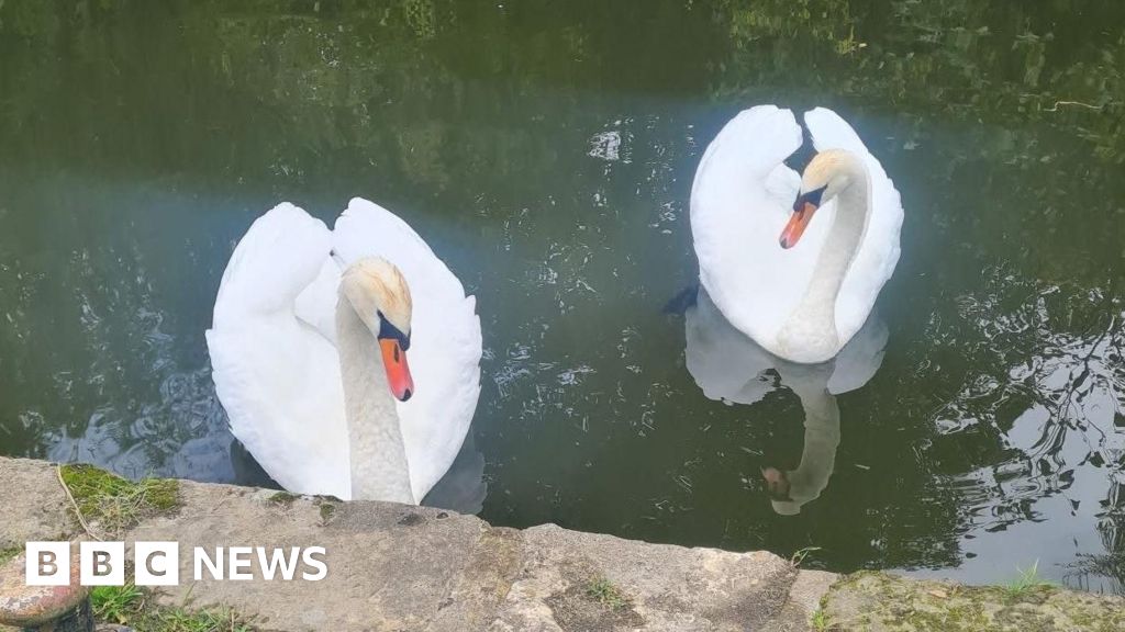 Swans dead after being shot by pellet gun in Chesterfield