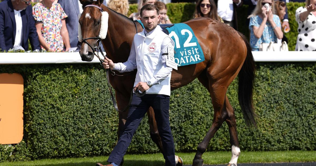 Jack Davison announces death of star sprinter She’s Quality