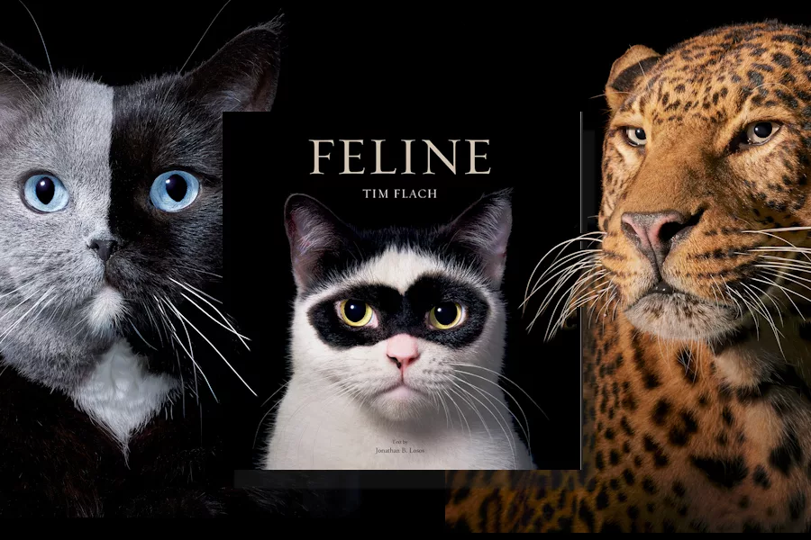 Pro Talk Books – Tim Flach –  Felicitous Felines