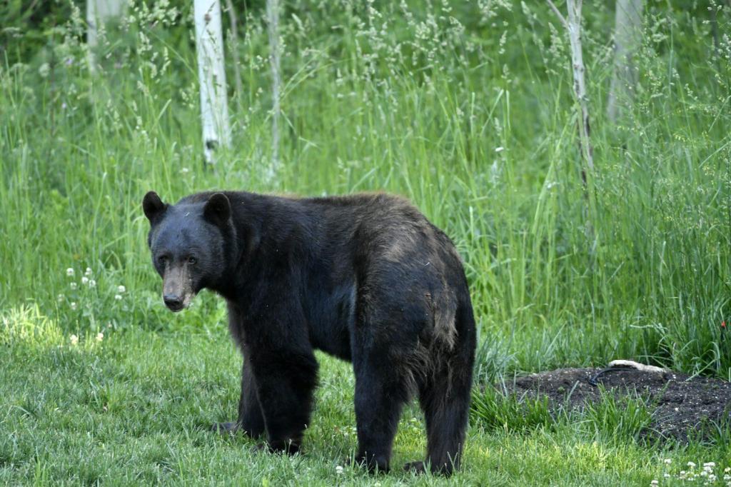 Bear-human conflicts in Colorado this year were the most since 2019