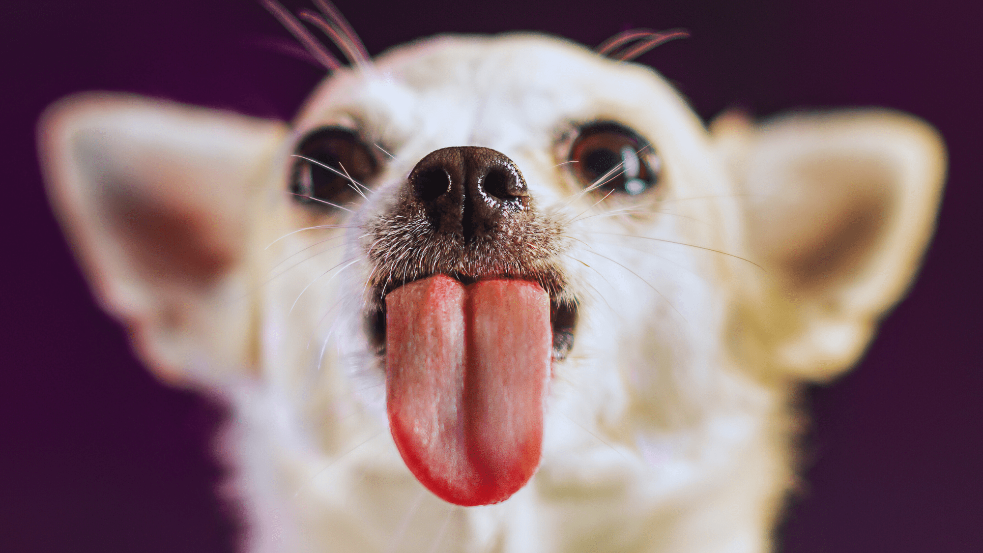 A Dog in Oklahoma Just Set a World Record With His Enormous Tongue