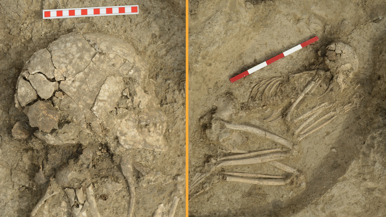 Brutal lion attack 6,200 years ago severely injured teenager — but somehow he survived, skeleton found in Bulgaria reveals