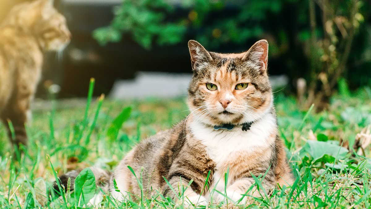 Father takes neighbourhood cat poo row to the High Court