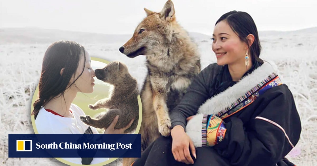 Story of China woman and adopted wolf son gains renewed fame, garners 2.8 billion views online