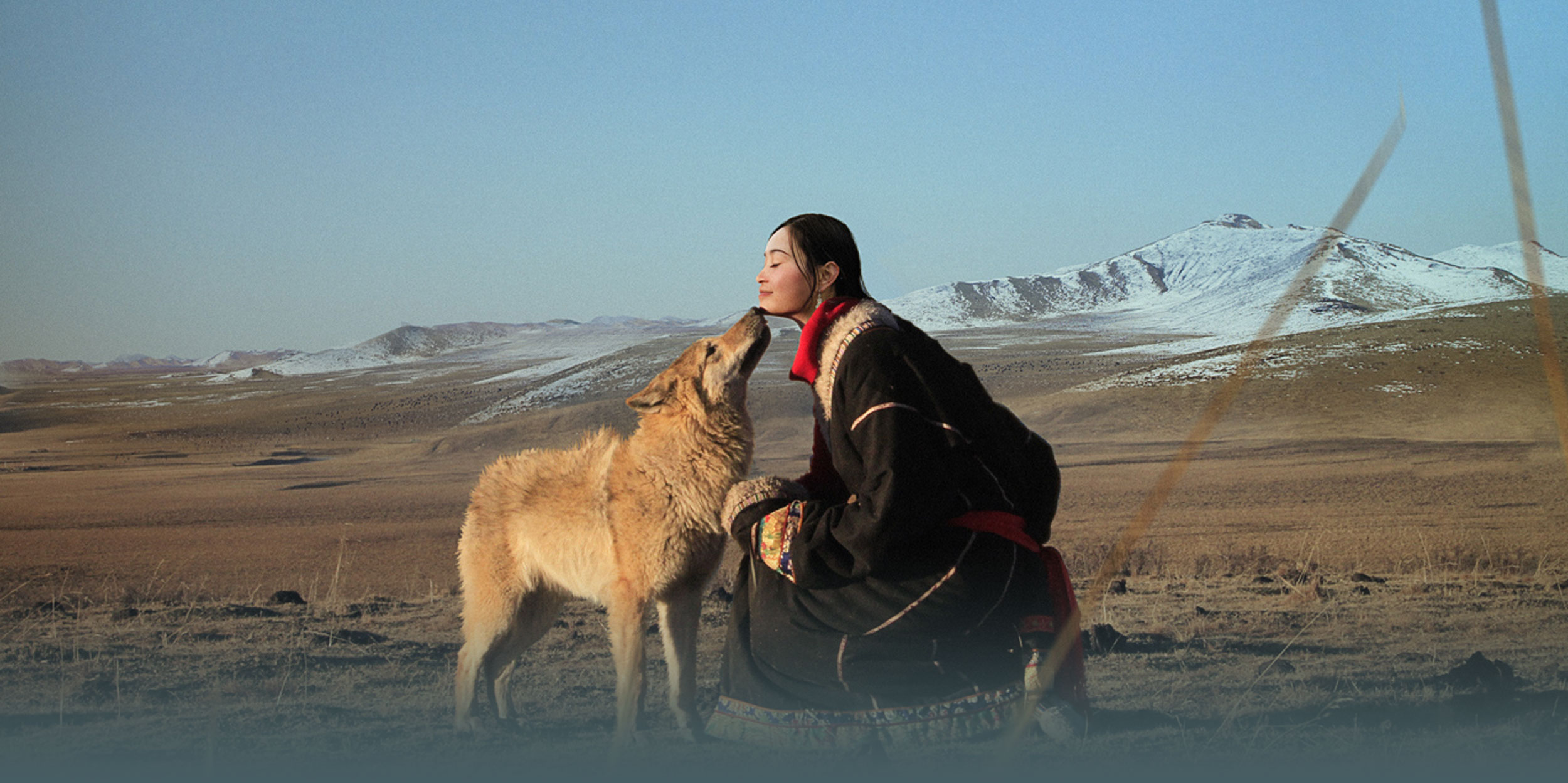 Viral Documentary Sends Crowds to Fragile Wolf Habitat in China
