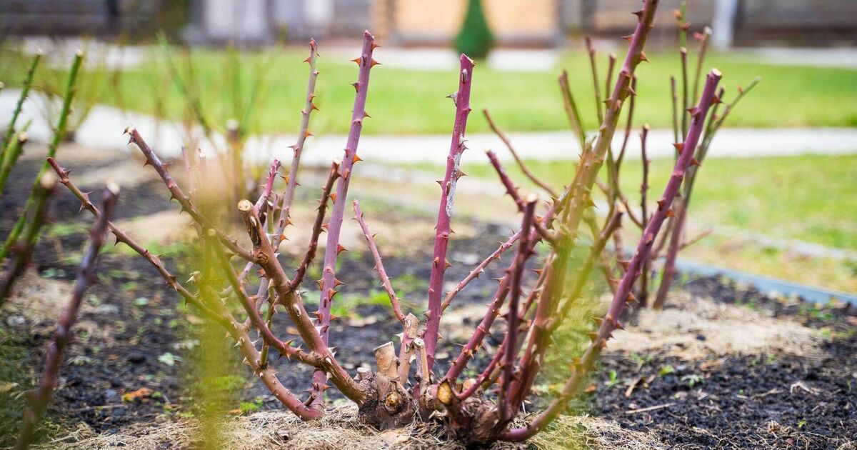 Garden Q&amp;A: My rose bush is still bare in February. Is it alive?