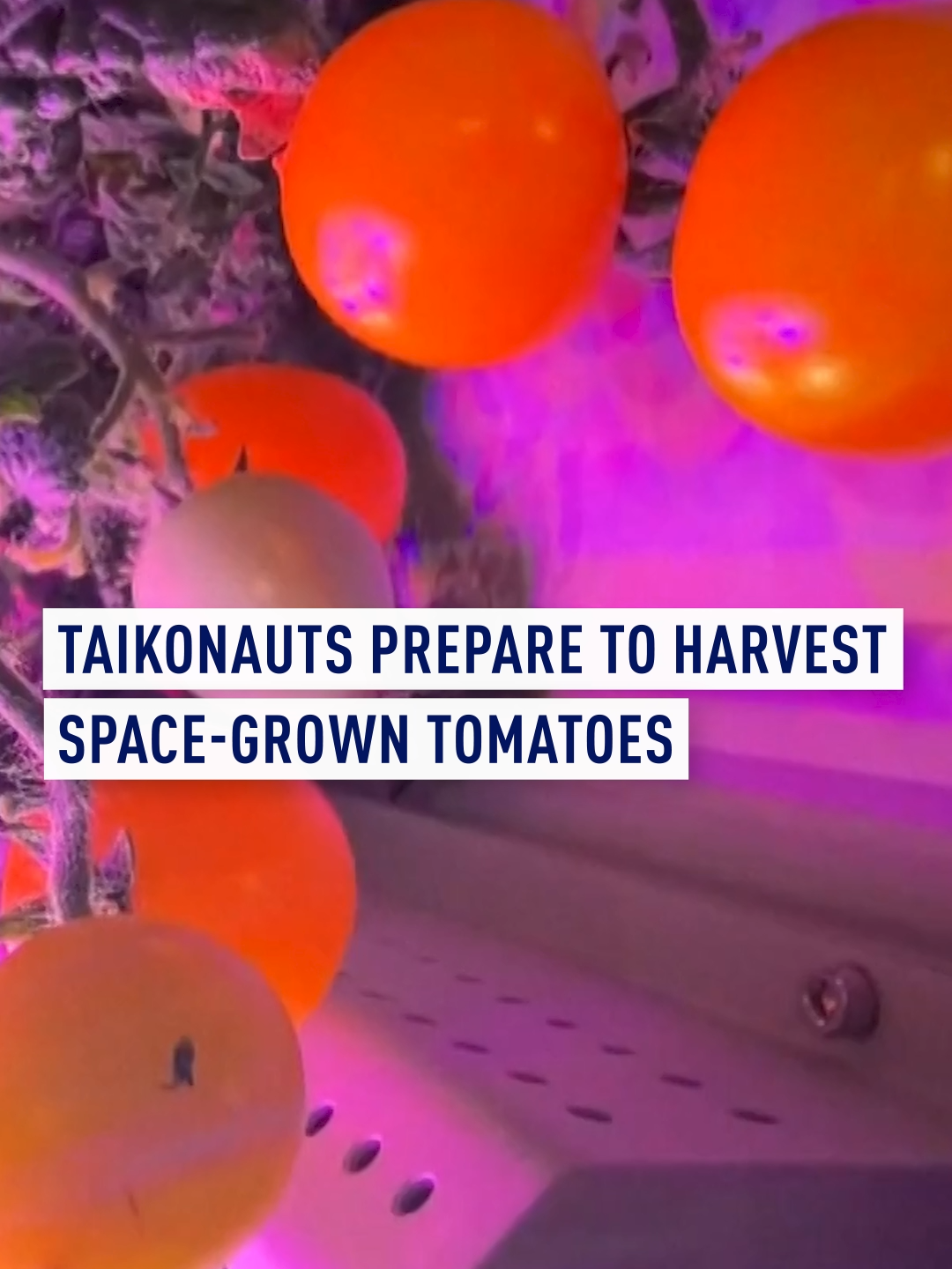 #Chinese #taikonauts may enjoy an upgraded diet in the future as the Shenzhou-21 crew is getting ready to harvest space-grown tomatoes aboard China’s Tiangong space station, marking another step in space farming.⁣ ⁣ #China #SpaceStation #Tiangong #Shenzhou21 #Space