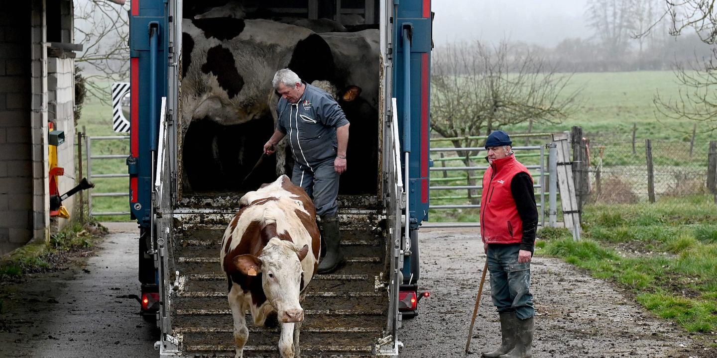 Bovine skin disease: After eight months of tension, French health crisis appears to be ending