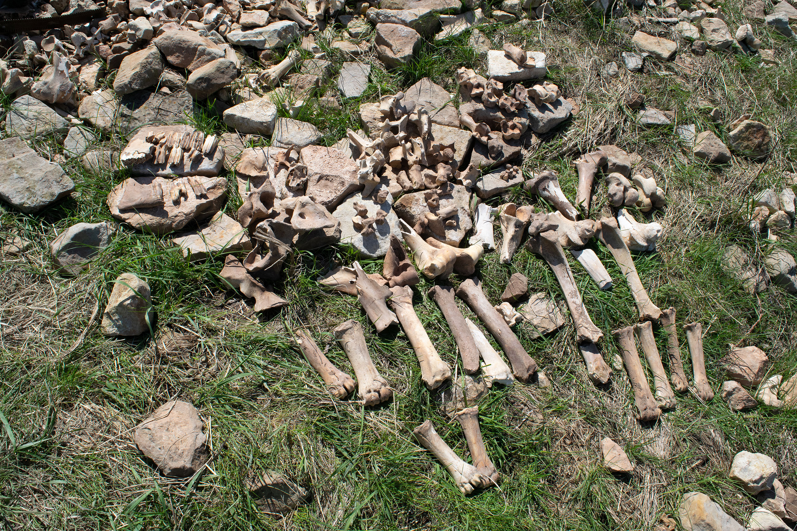 Scientists Solve the Mystery of an Abandoned 1100-Year-Old Bison Hunting Site
