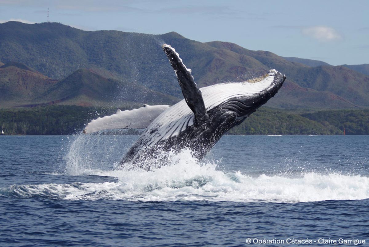 Humpback Whale Comeback Reveals Surprising Shift in Mating Success