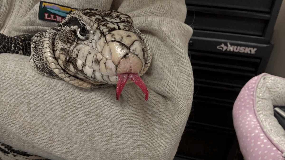 Frostbitten lizard found in Rhode Island is healing