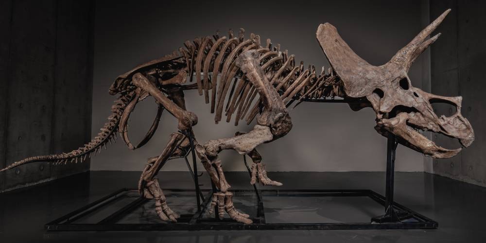 JOOPITER Brings “Trey,” the 66-Million-Year-Old Triceratops Skeleton, to the Global Auction Block