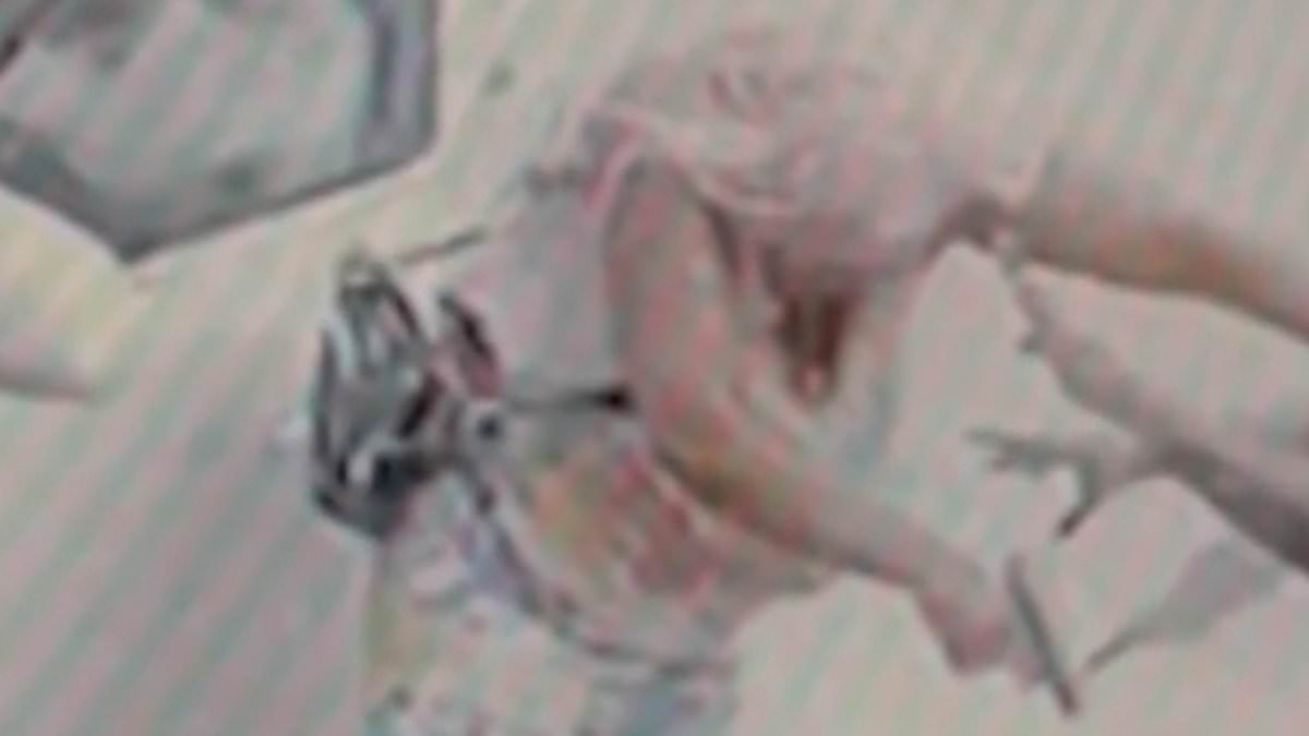 Woman's pink wig pulled off by another in a vicious fight at Miami gas station... before bullets rang out