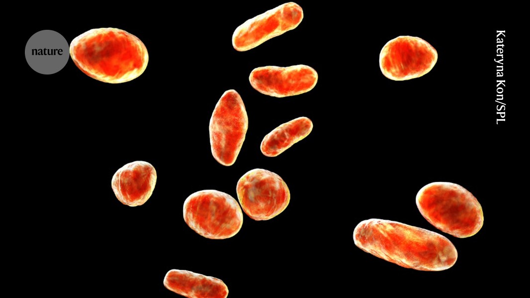 Peanut-processing microbes ward off dangerous allergic shock