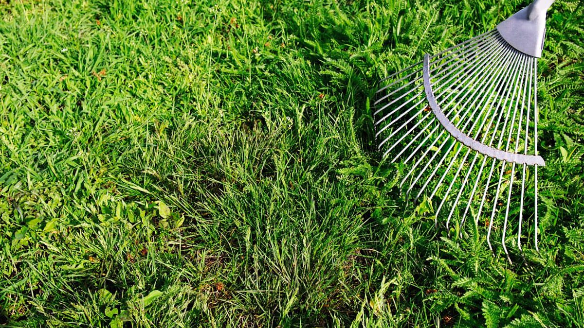 Revealed: The perfect way to make your garden grow... walk like a penguin