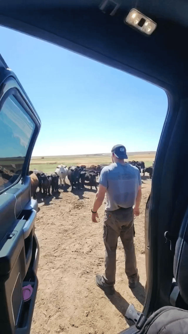 Farmer explains the well situation to his cows so they stay calm and don’t freak out