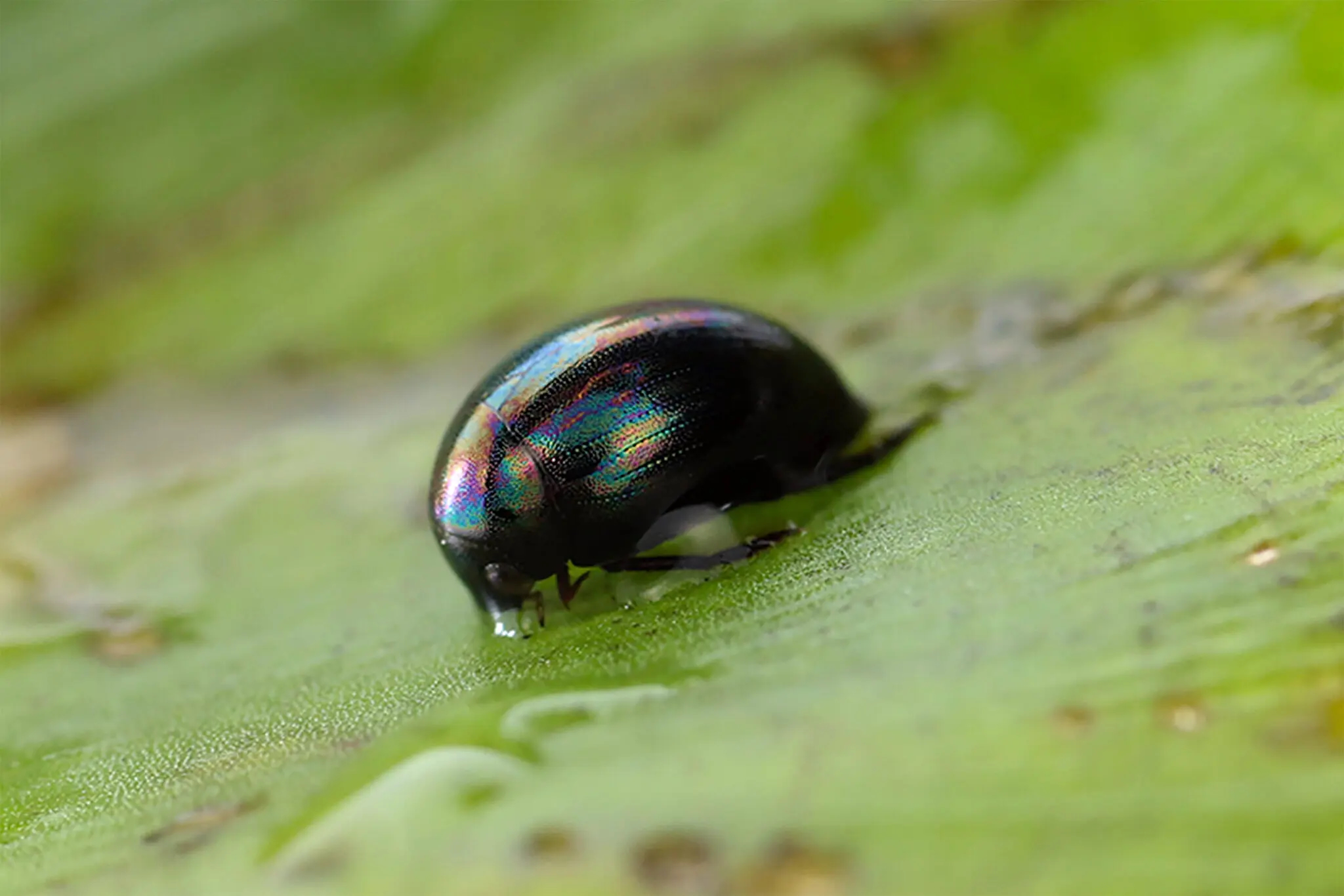 Even After Being Eaten, This Beetle Has Two Ways Out Alive