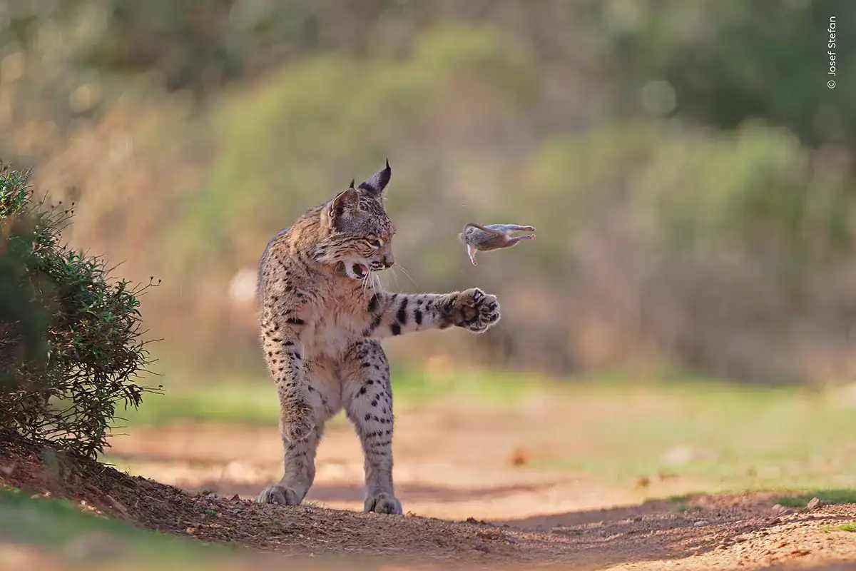 See the Top Wildlife Photos Chosen by the Public Including Fighting Bear Cubs and a Playing Lynx