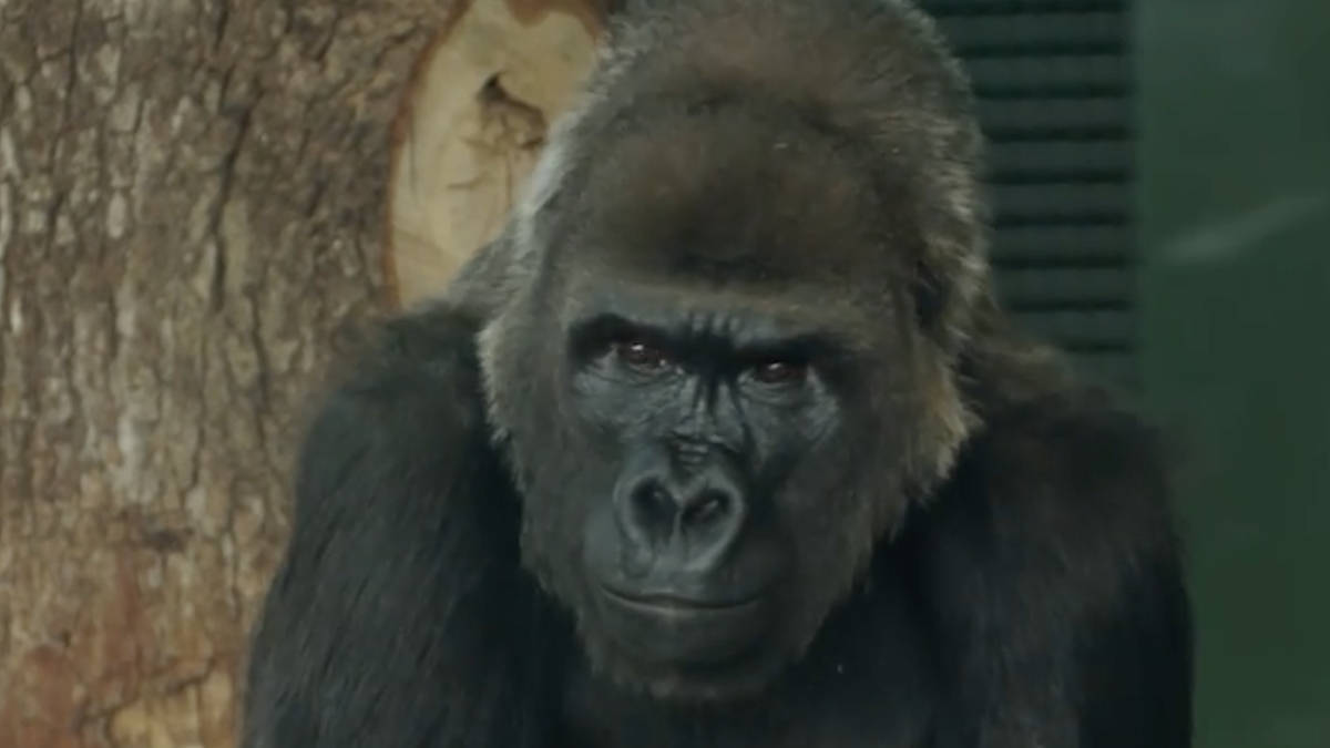 Entire troop of eight critically endangered gorillas welcomed at UK zoo