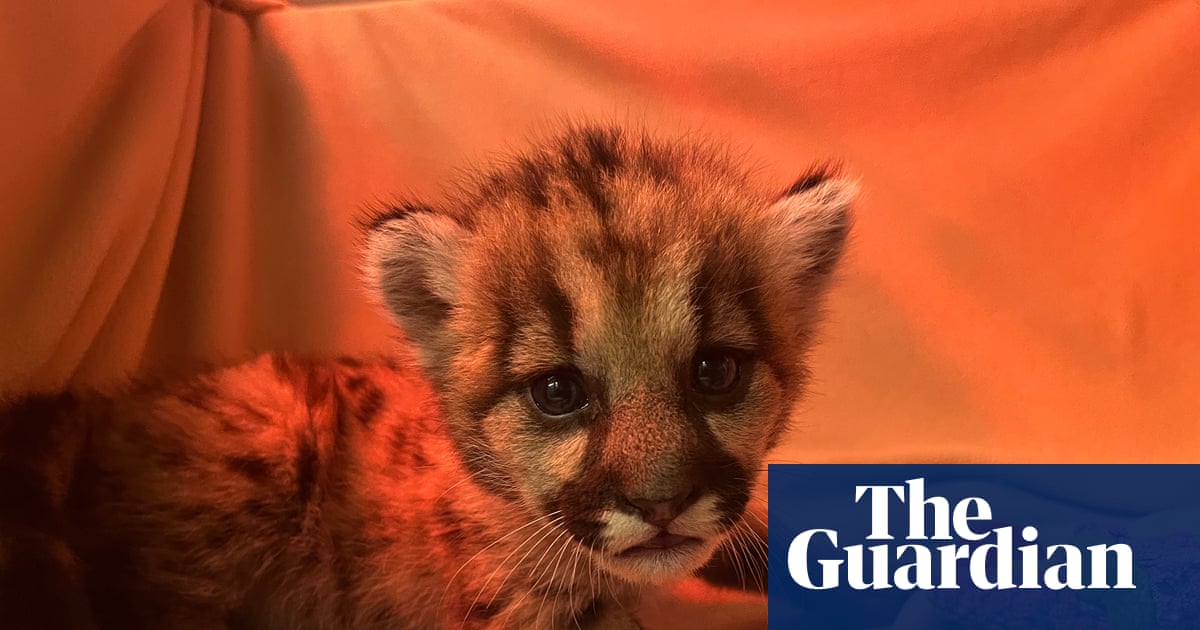 Three-week-old mountain lion cub rescued by California biologists