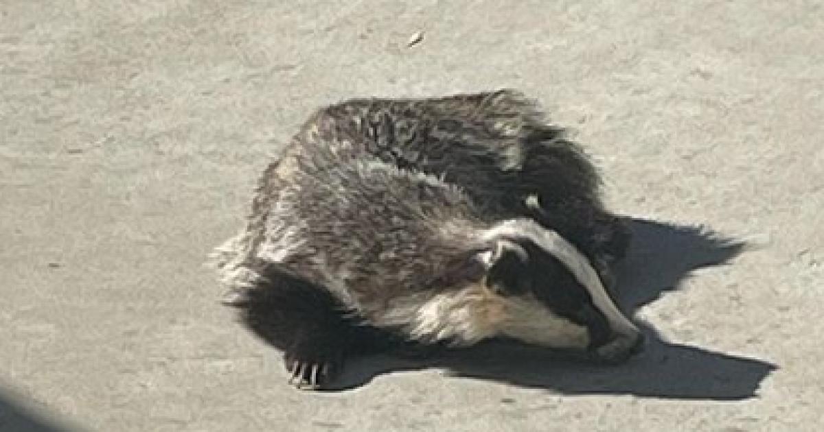 Cotswolds - three badgers found dead as police investigate